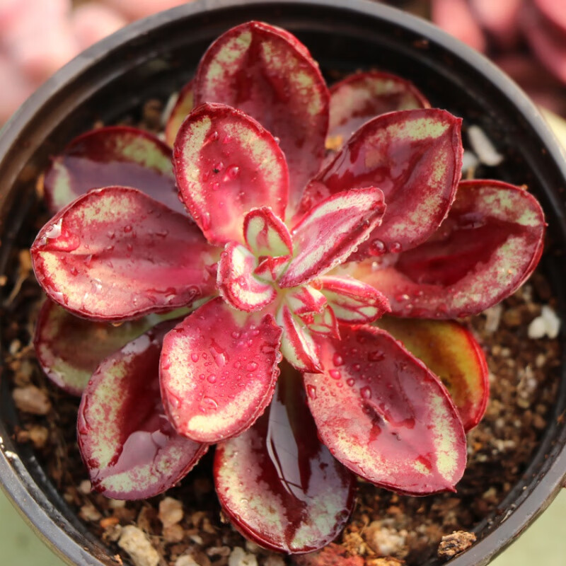 龙骨红司多肉老桩肉肉植物盆栽超大株巨大红稀有贵货阳台 单头5-8cm