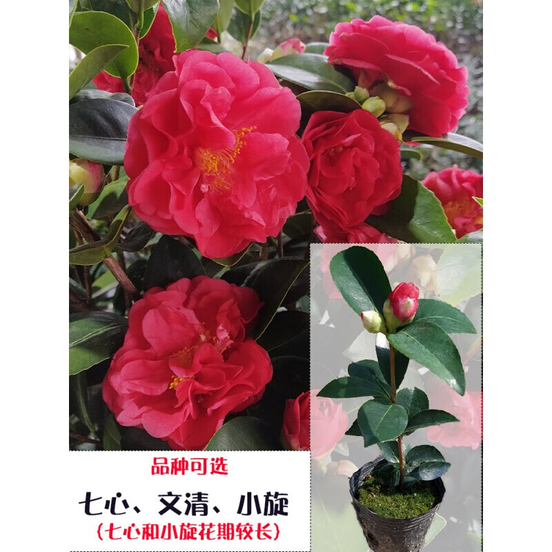 四季茶花夏日七心树苗盆栽带花苞重瓣新品种阳台植物花卉开花不断 虎