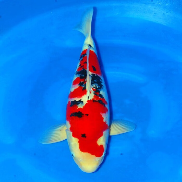 纯种日本大正三色锦鲤活体鱼苗风水鱼招财鱼满69元包活 6-9厘米