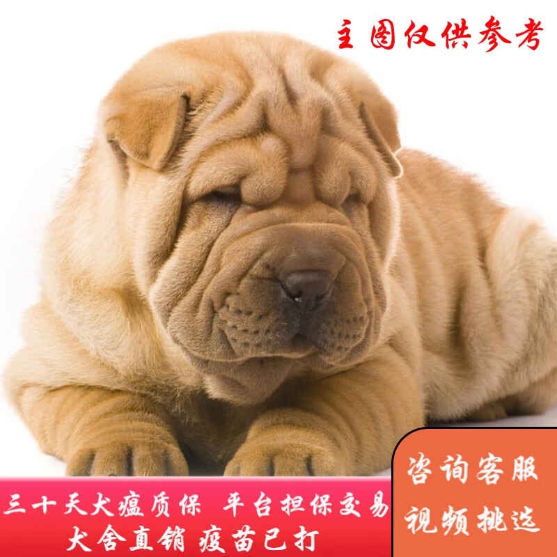 福贝纯享 纯种宠物狗狗活体沙皮狗幼犬幼崽中型犬 宠物级a款 公