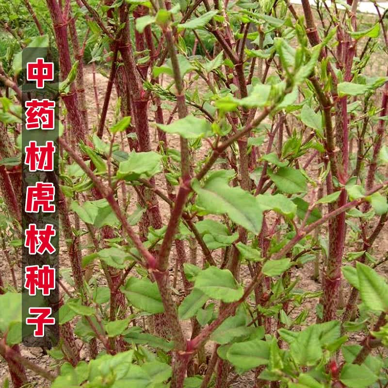 红人迷新采摘中药材种子虎杖净种籽 虎杖种孑大接骨 虎杖种子10克简装