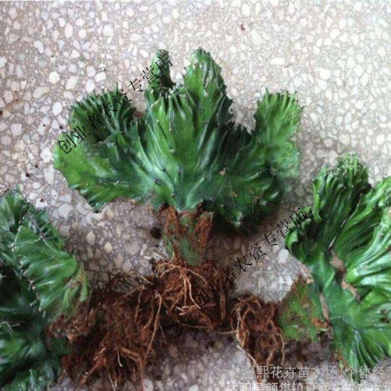 玉麒麟盆栽植物盆栽玉麒麟客廳 玉麒麟15-20厘米左右 不含盆