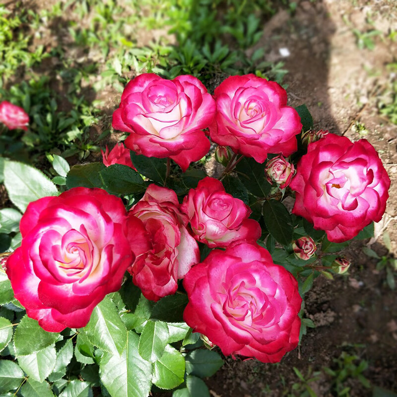 曼杉园(manshanyuan)摩洛哥公爵月季花苗特大花卉玫瑰盆栽庭院室内外