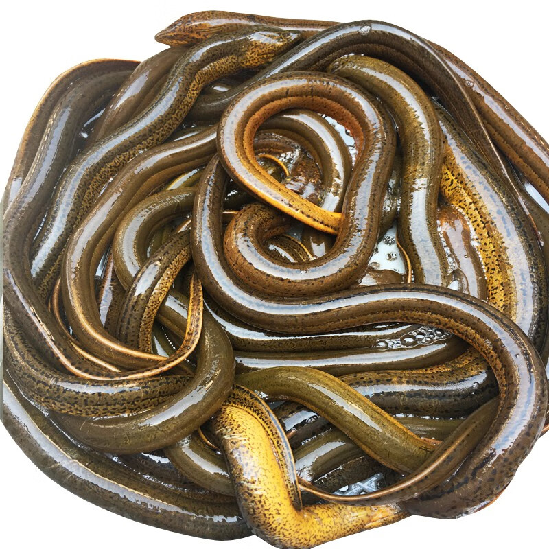 品鲜肴淡水鱼 野黄鳝长鱼鳝鱼渔民野外捕抓鲜活体黄鳝现杀 生鲜水产