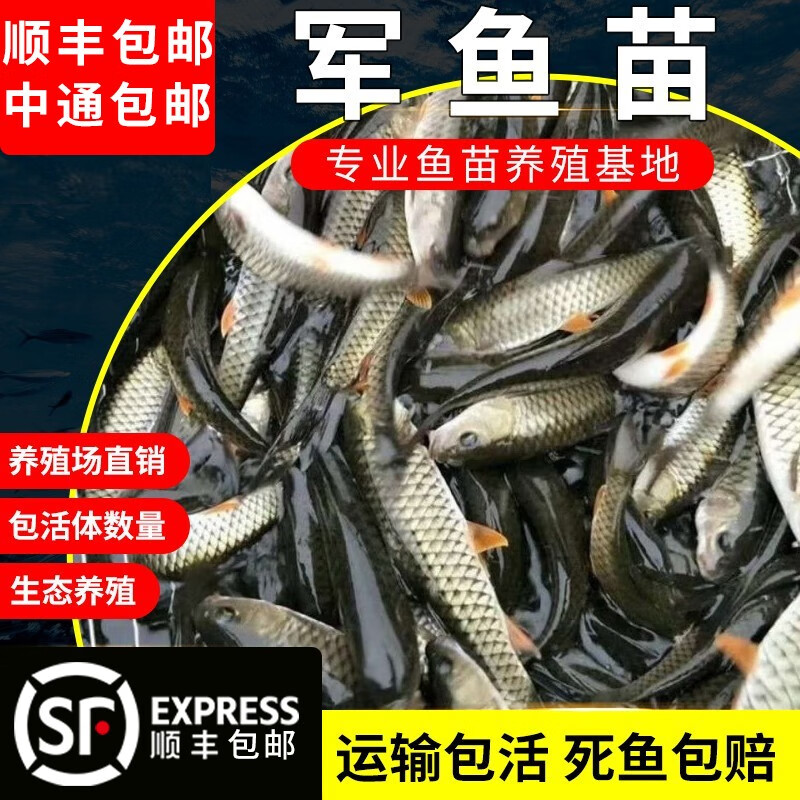 慢镜头军鱼苗活体淡水养殖水花食用黄娟鱼观赏鱼活鱼苗鲅鱼苗青竹鲩鱼苗 军鱼苗（顺丰快递） 100条3-6厘米送10%备用怎么样,好用不?