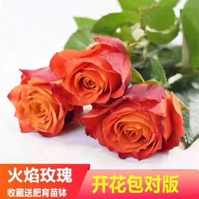 火焰玫瑰 当年开花苗【3颗】