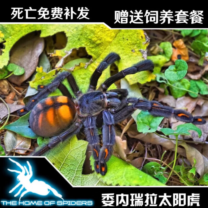委内瑞拉太阳虎日虎4-14厘米公母宠物蜘蛛生长速度快热门树栖品种 2
