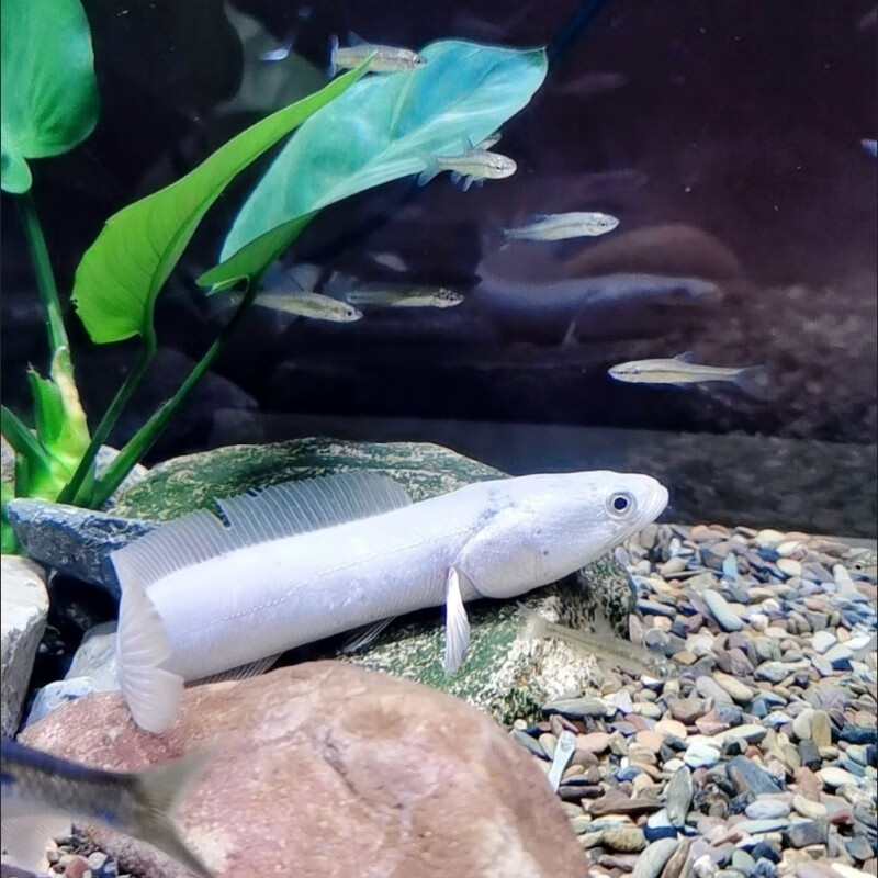 白甲雷龙鱼淡水鱼凶猛白乌鱼苗特价雷龙鱼观赏鱼大型凶猛淡水鱼苗 白