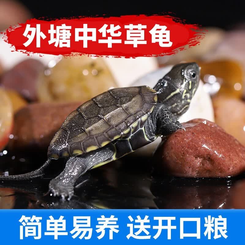 鲜其金线草龟活体小乌龟外塘长寿龟宠物水龟金线龟活物龟墨龟草龟苗 中崋花草龟2-3厘米（2只情侣龟）使用感如何?