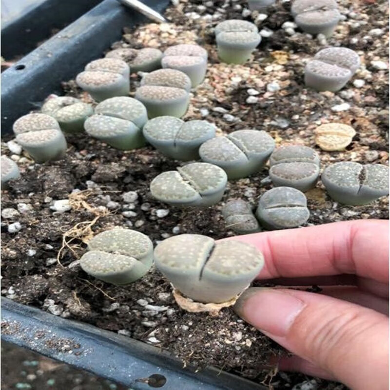 慎思苑意軒多肉植物盆栽新手套餐肉肉植物辦公室內(nèi)迷你綠植花卉盆栽 生石花