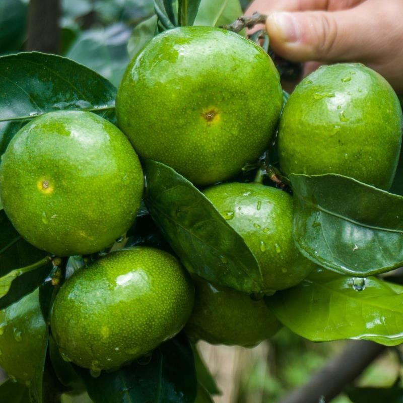 橘子新鲜蜜桔青皮桔子当季酸甜水果薄皮青橘d 带箱9.5-10斤