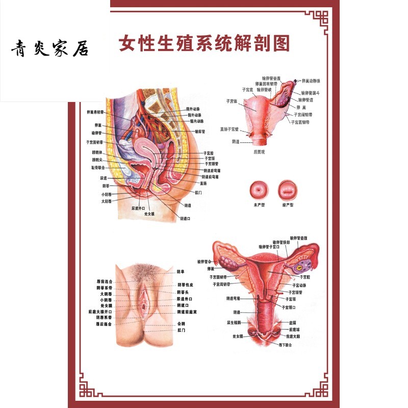 示意图医学骨骼肌肉器官血管血液结构图医院海报 女性生殖系统解剖图