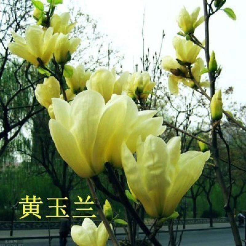 �������繤���̻��е��������� �������������� �Ͷ�ͥԺ�羰��Z1 ������1.5���ִ� ����