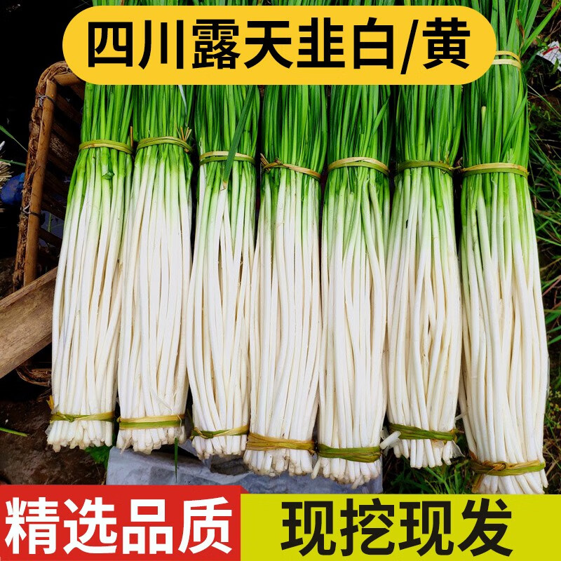 良知农哥四川新鲜现挖韭白韭菜露天韭黄 2斤