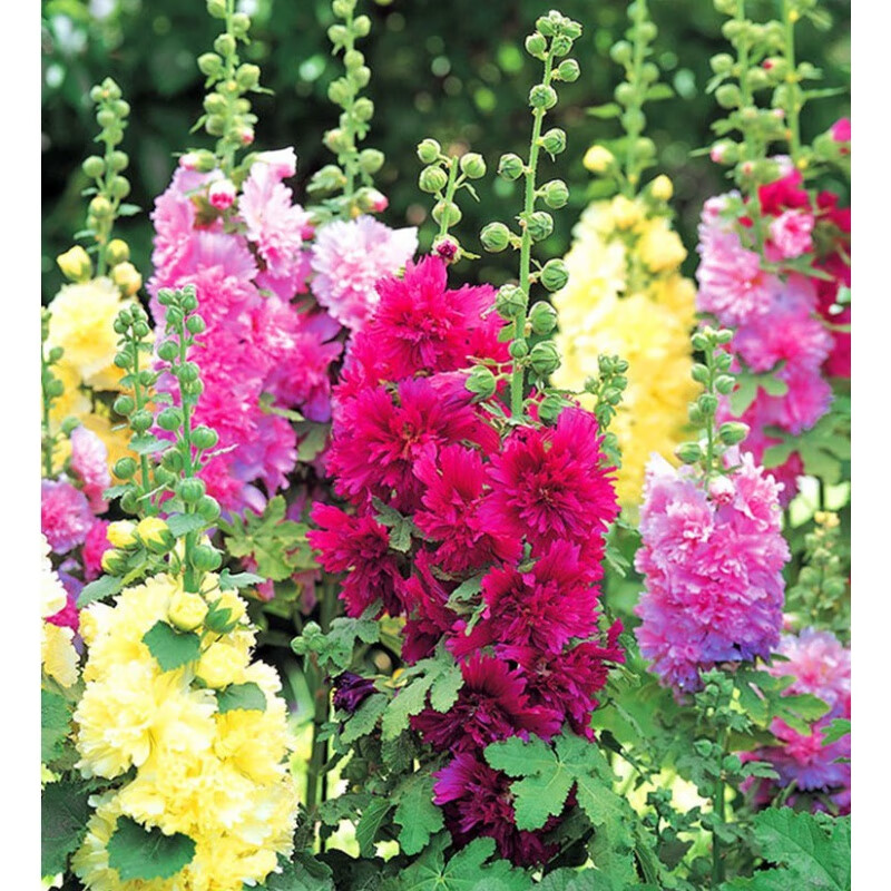 镜之月重瓣蜀葵花种子盆栽花苗一丈红易活易种室外阳