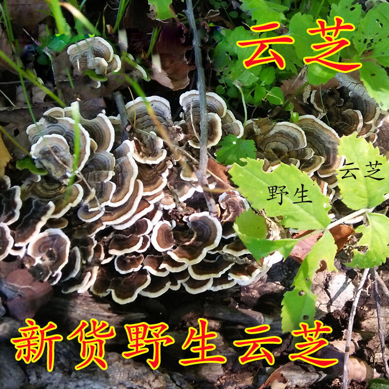 竺芝堂 云芝250g干品黄云芝新货可打粉精选无虫长白山