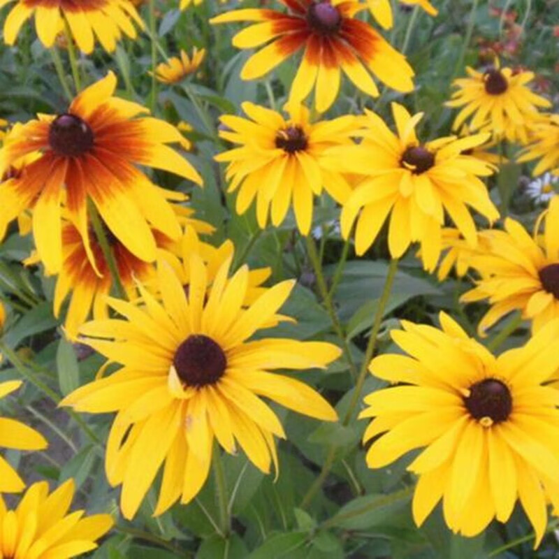 黑心菊种子 中杆单瓣 易播 春夏播 花坛种植 野花组合 黑心菊种子50克