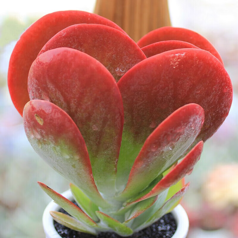 迎虞花苑超大单头多肉植物带盆发蓝石莲红心莲吉娃娃巨型多肉组合盆栽
