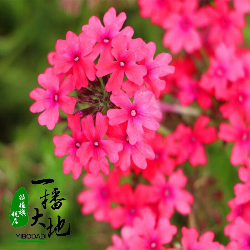 清晨露水 美女樱种子混色 观赏花卉阳台花种 垂吊美女樱种子 美女樱花