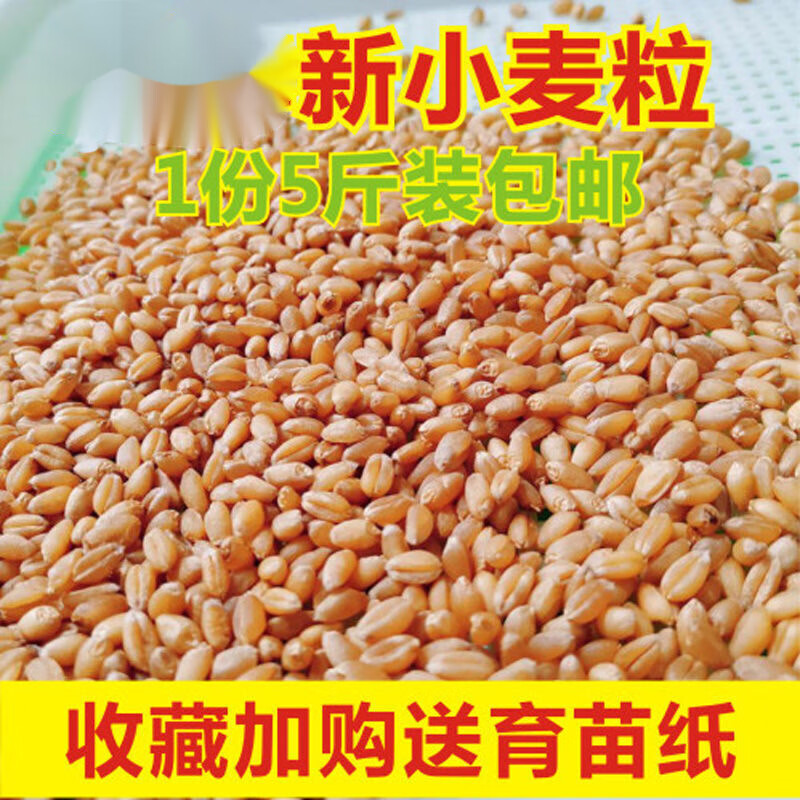 维霆新鲜农家带皮小麦粒做麦芽糖的小麦发芽榨汁干小麦种