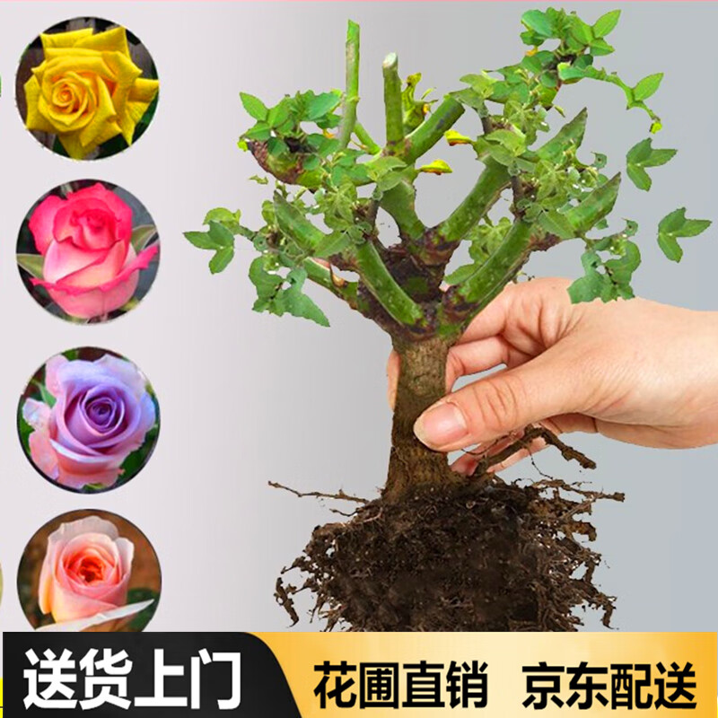 花卉购物助手|花卉价格走势图