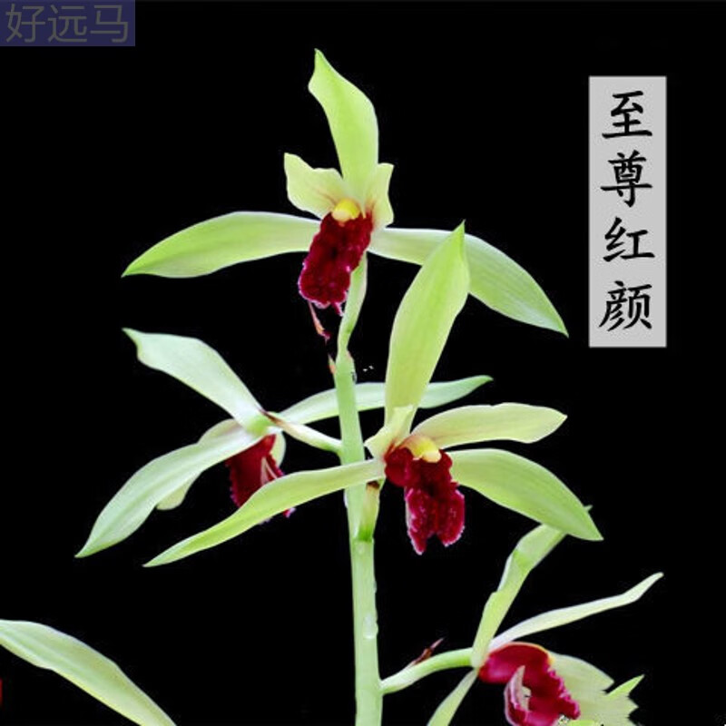 蕙兰名品:至尊红颜【引种1苗】