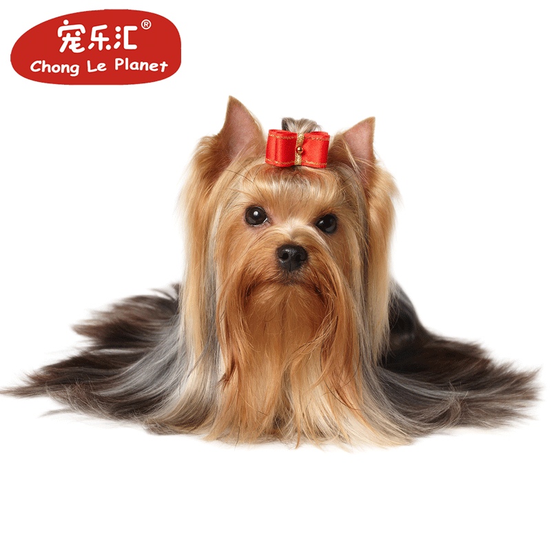 宠乐汇约克夏梗犬双血统约克夏犬宠物狗狗黑色金背银背约克夏幼崽