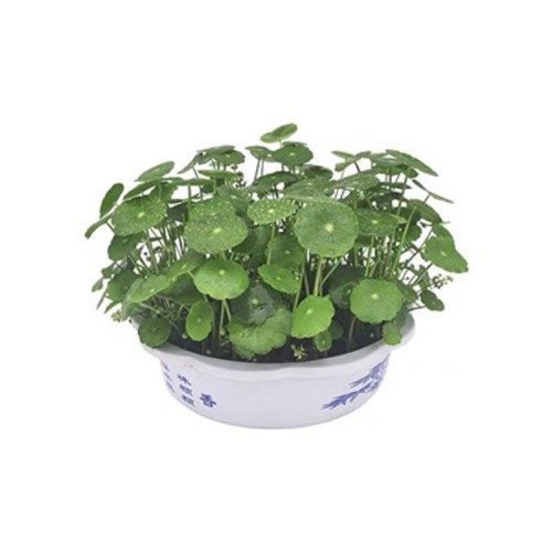 铜钱草水培植物室内盆栽客厅办公桌面金钱草水养植物好养花卉绿植