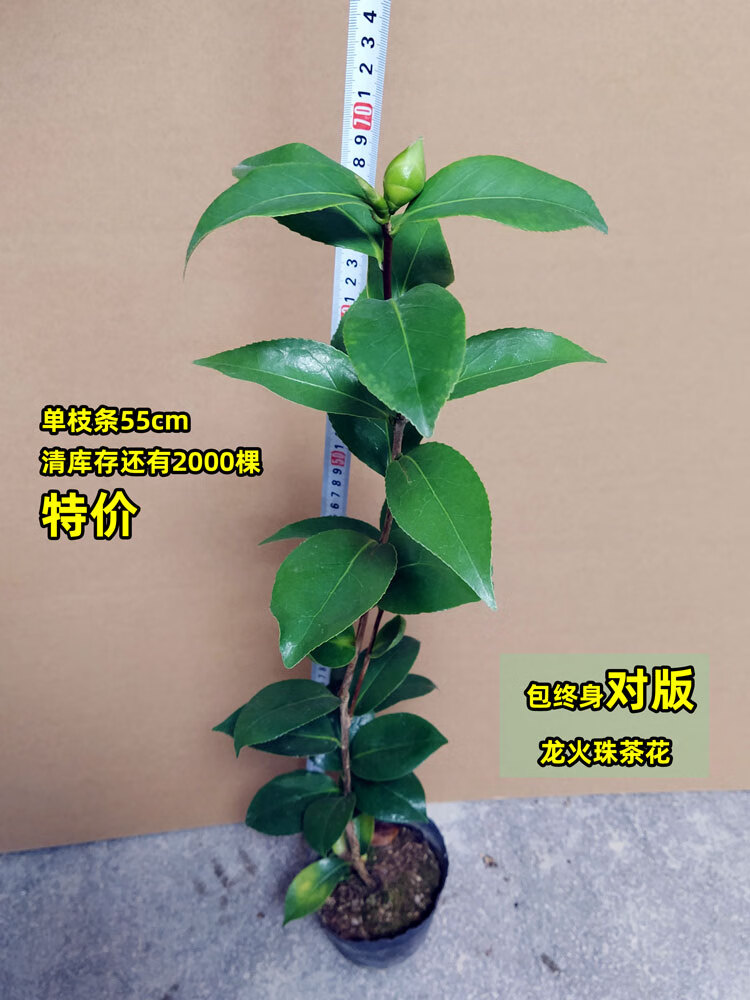 优明静巨型稀有龙火珠茶花盆栽带花苞树苗品种室内外浓香型名贵花卉
