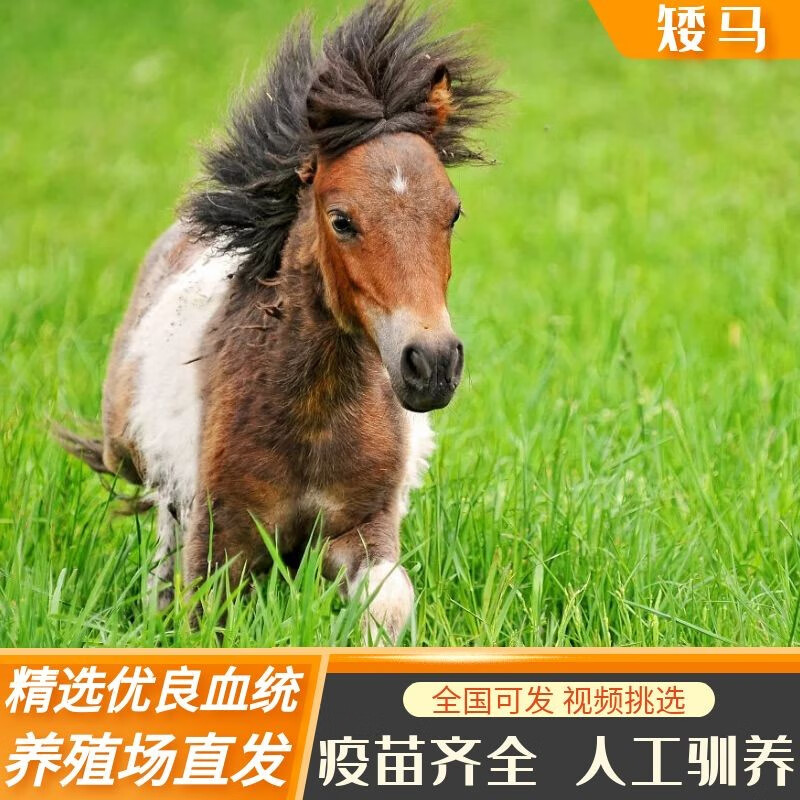 矮马活物真马小马驹小马幼崽活马 养殖资料