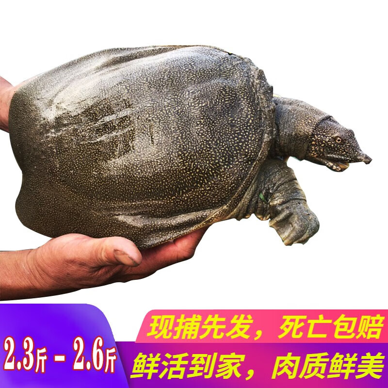青春正颜大甲鱼活体鲜活中华鳖王八团鱼食用甲鱼青黑色2 3斤 2 6斤 青春正颜官方旗舰店
