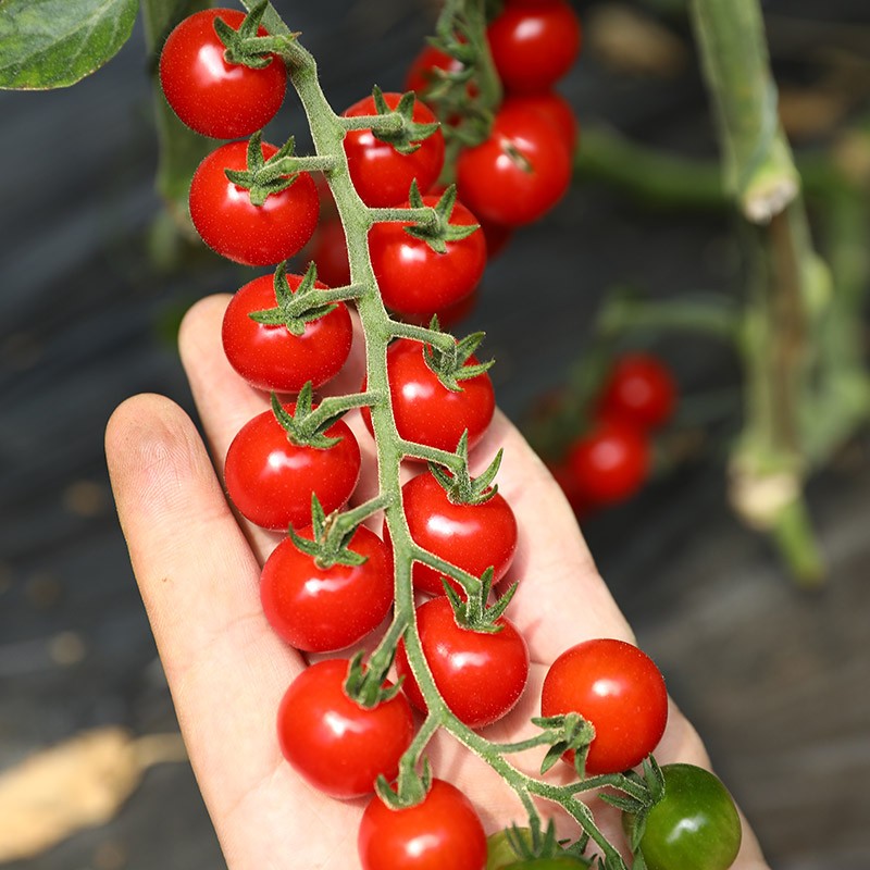 大禹番茄种子大全四季小西红柿沙瓤水果大果盆栽樱桃小千禧玲珑阳台