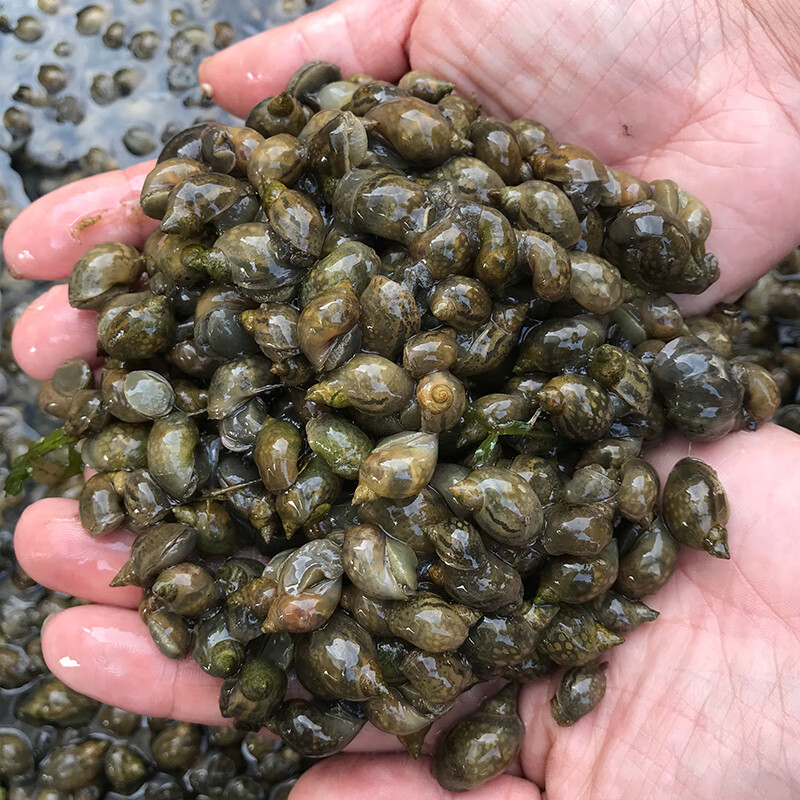 荣郁小乌龟活体饲料壳薄地图螺原生螺冷水螺水蜗牛鱼缸强力除藻 50只