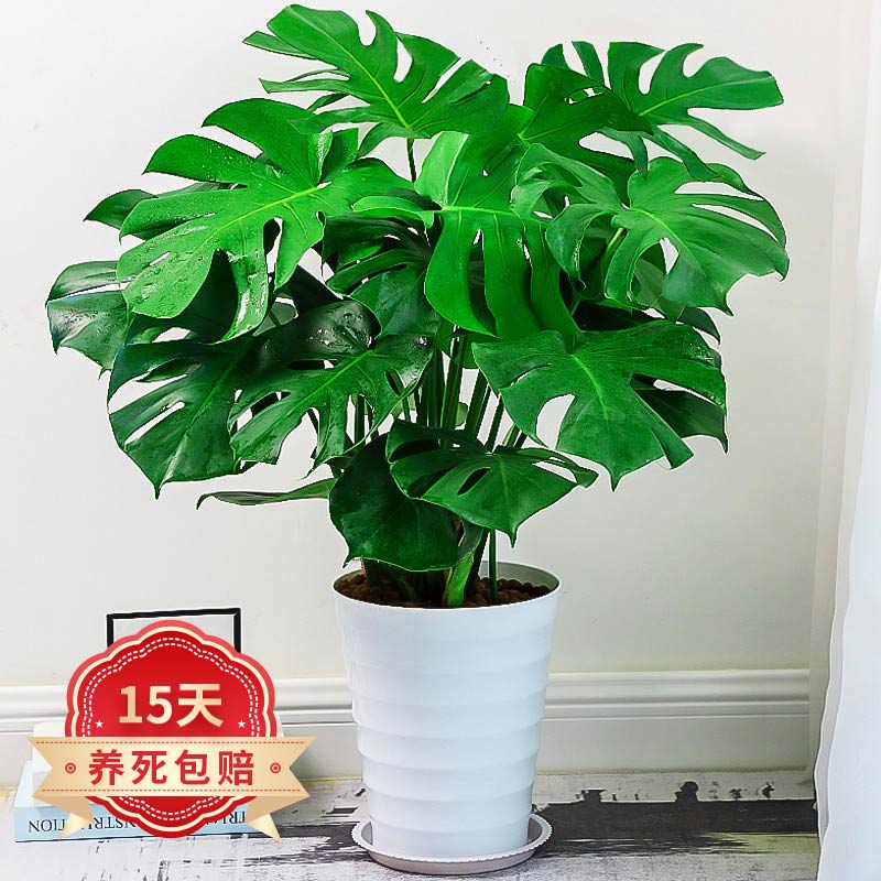查大型绿植商品价格的App哪个好|大型绿植价格比较