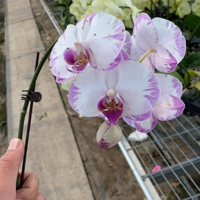 花卉室内观花植物蝴蝶兰花苗多季循环开花阳台花苗带原土发货 闪电 不
