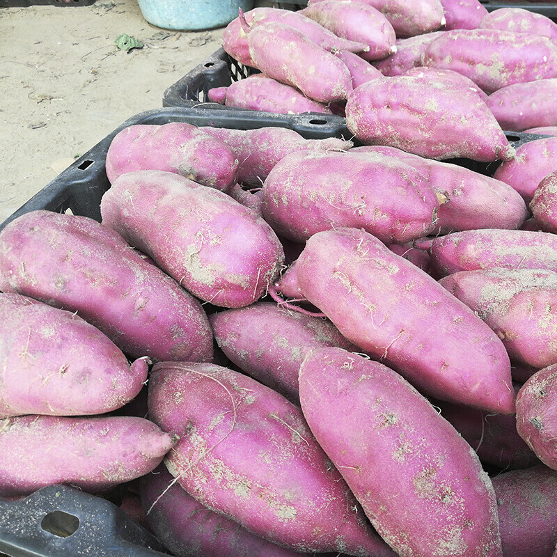 虎钢馋海南澄迈桥头富硒地瓜新鲜农家沙栗红薯现挖番薯 大果纸箱装