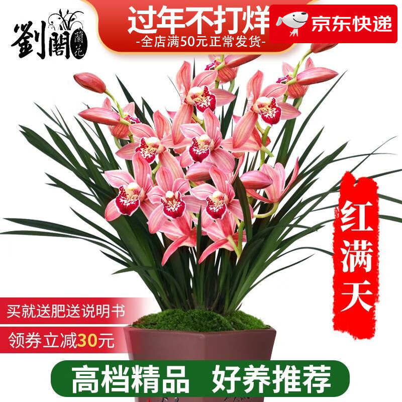 劉閣蘭花建兰四季兰花苗十里桃花 夏带浓香花苞出售 有香味的花卉绿植