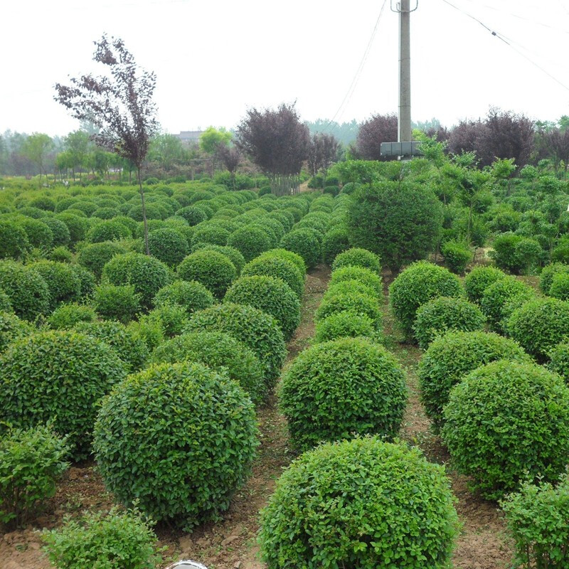 树苗球盆景造型树绿化苗庭院别墅小区四季常青绿篱球形 小叶女贞  毛