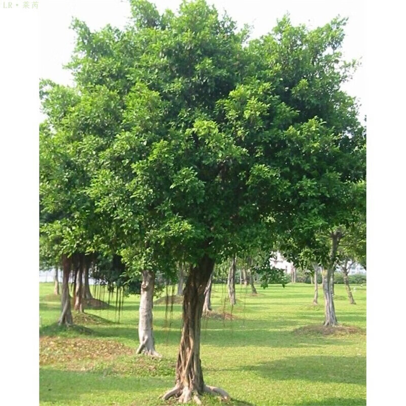 榕树树苗 小叶榕苗 小叶榕树树苗 细叶榕苗 长根须 庭院别墅绿化树