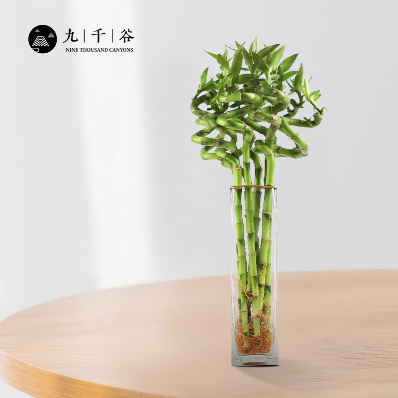 九千谷 富贵竹6根 富贵弯竹节节高水培水养竹子办公室客厅卧室四季