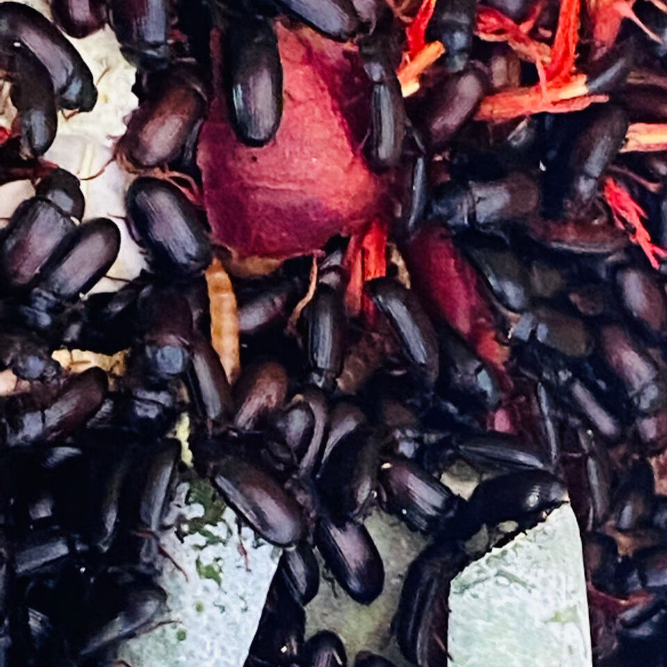 有仁堂北京同仁原料堂【自养洋虫】九龙虫成虫类风湿虫洋虫内廷上用