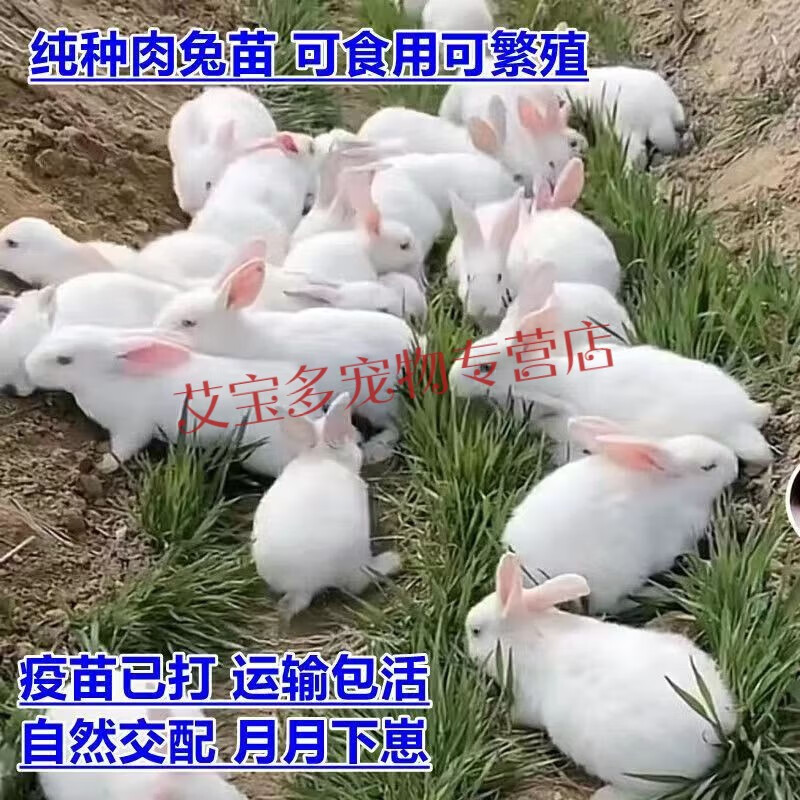 宝诺滋【兔苗】大型肉兔活物月月兔子活新西兰肉兔苗花巨兔家兔可繁殖