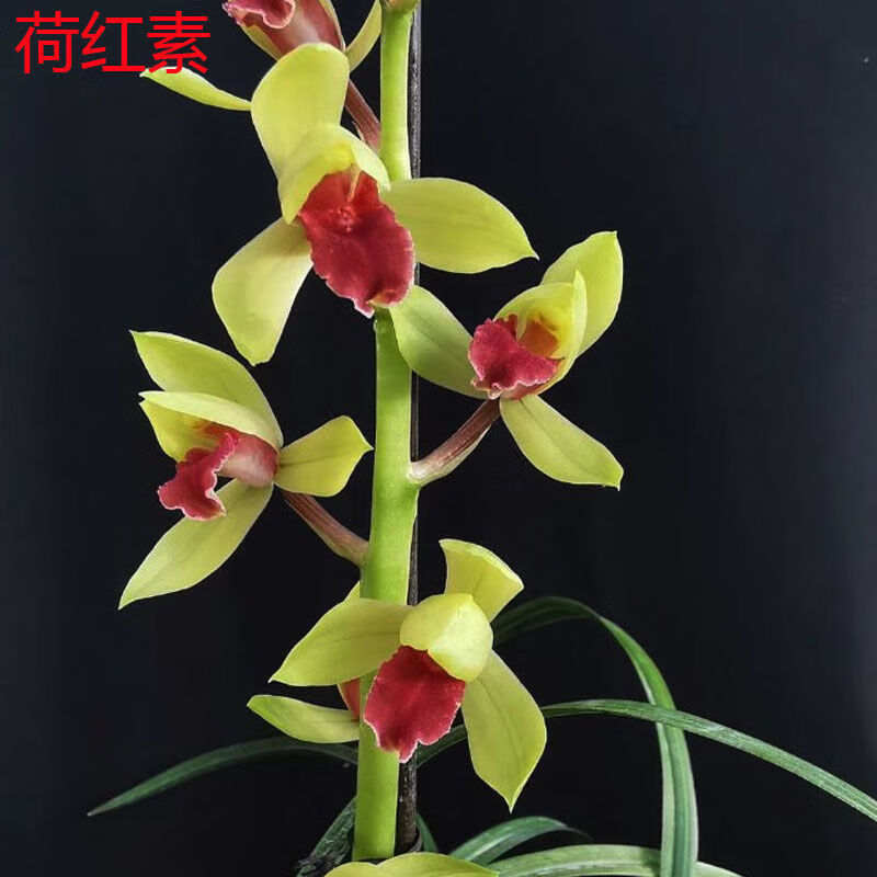 浓香兰花苗蕙兰紫气东来荷红素保证花卧室阳台花卉绿植盆栽 荷红素 3