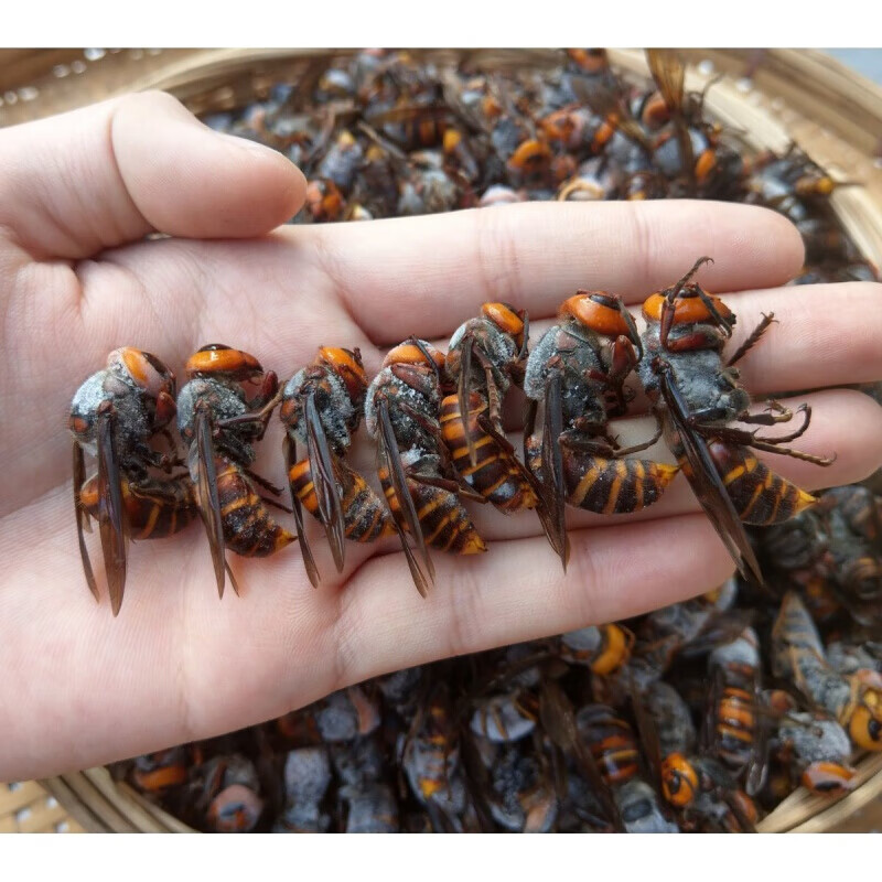 新鲜冰冻金环胡蜂蜂大土蜂虎头蜂泡黄蜂酒用老蜂马蜂蜂蛹泡酒药材 1斤