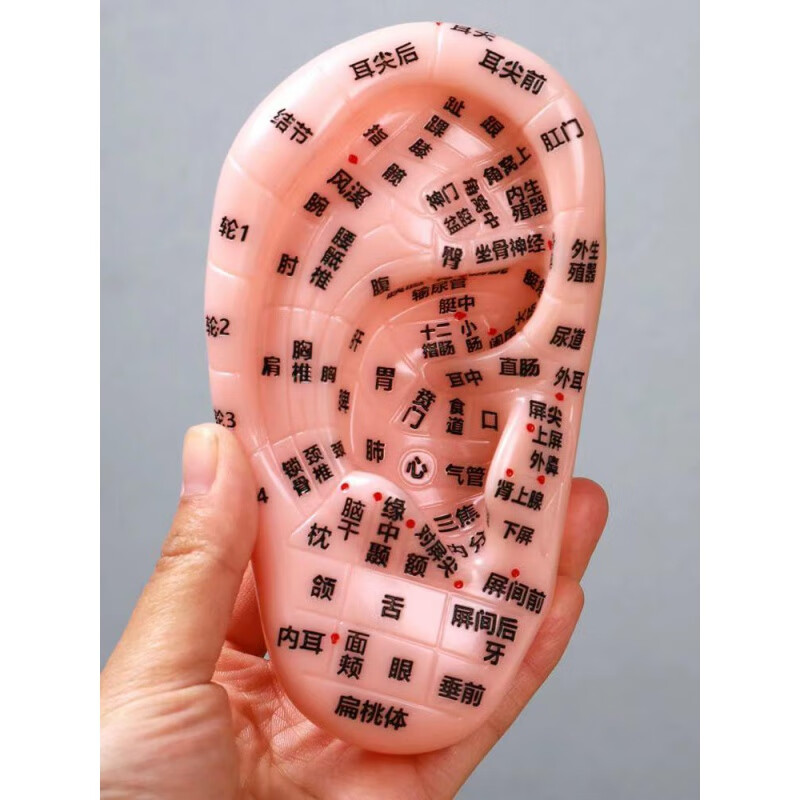 耳摩模型 特大40m耳模型按pvc摩高清晰耳朵膜穴c型