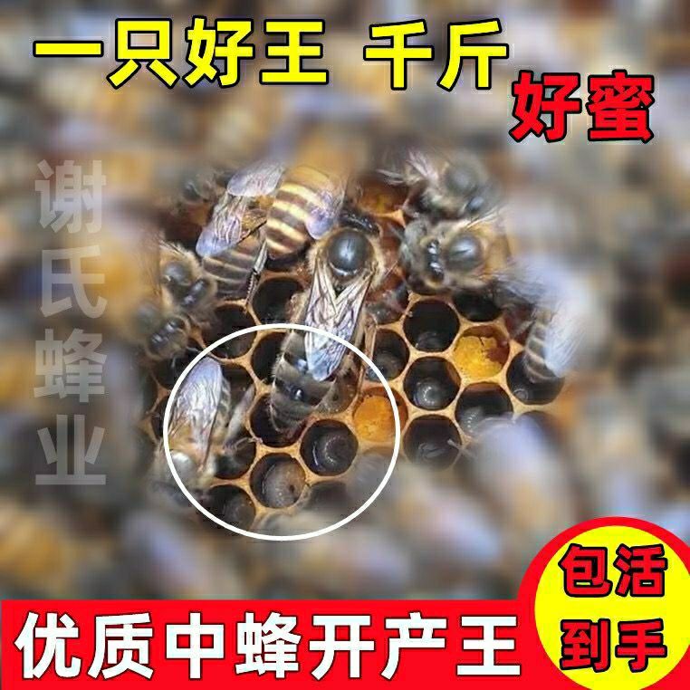 潮鸣(chaoming)新款中蜂蜂王种王开产王受精纯种阿坝王仓王高产王产卵