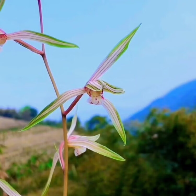 细叶寒兰兰花 雪中红 紫燕 国红 端妍 室内阳台客厅高档兰花绿植 锦绣
