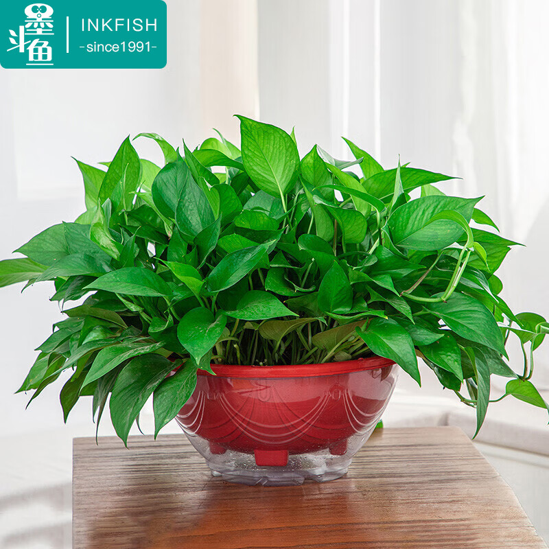 墨斗鱼绿萝盆栽 室内绿植盆栽吸甲醛植物盆栽特大盆360青叶短款吸水盆