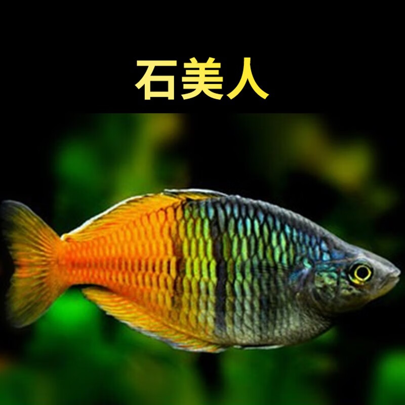 美人鱼水族宠物观赏鱼可混养彩色群游鱼小型可混养热带鱼活体 石美人4