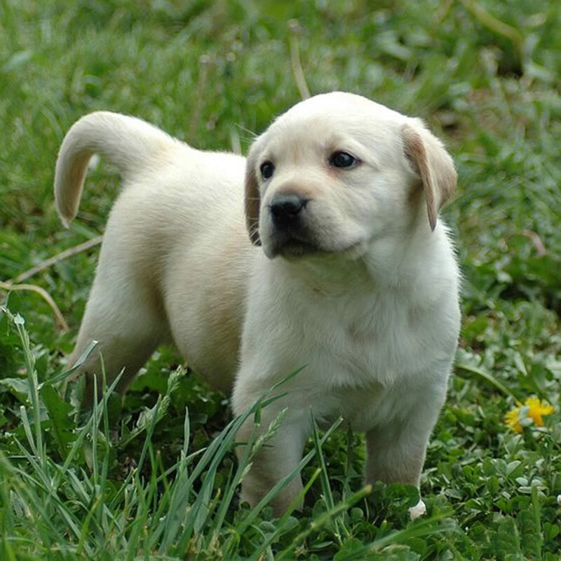 【百天质保】拉布拉多幼犬纯种宠物活体狗狗幼犬真狗大型犬 宠物级白色拉布拉多 公